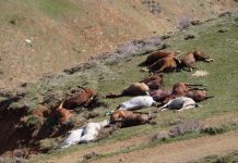 Regjimi i Iranit Ther Kuajt e Korrierëve të Varfër të Kufirit