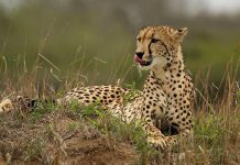 Regjimi Iranian Mund të Ekzekutojë Katër Ambjentalistë