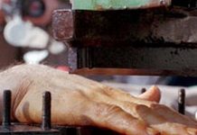 Iran: Thirrje për Aksion të Menjëhershëm për të Anulluar Vendimin Mesjetar për Prerje të Gjymtyrëve nga Regjimi Klerikal